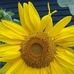 Jody Cheney - Facebook