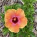 Jody Corenblum Cohen - Facebook