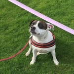 Jody - @jody_da_doggo - Instagram