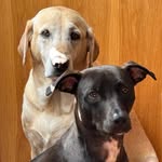 Jody Bovenmyer Dodson - @pdj1976 - Instagram