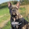 Jodye - @jodyethefrenchie - TikTok