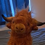 Jody Foreman - @buttercup.the.highland.cow - Instagram