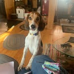 Jody Frederick - @a_vt_beagle_life - Instagram
