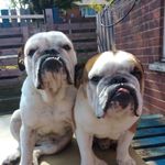 Jody Guy - @lilly.rocco.sophie20 - Instagram