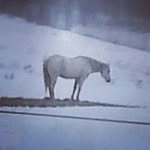 JODY HARTER STEVENS - @jodyharterstevens - Instagram