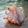 Jodi Hatton-Revell - @jodi.hattonrevell - TikTok