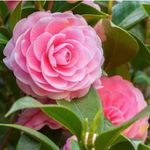 Jody Hodges Schaefer - @cccreator484 - Instagram