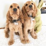 Ｊｏｄｙ， Ｈｕｎｔｅｒ ＆ Ｃｏｏｐｅｒ - @ourspanieltribe - Instagram