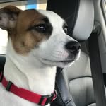 Я НЕ Майло ‼️Я Жоди🐶 - @jody_jack_russell_ - Instagram