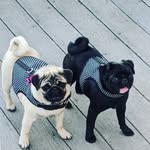 Jody & Leslie - @hellodolly_lunalovepug - Instagram