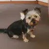 Jodie Messenger - @jodiemessenger - TikTok