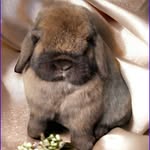 Jody Nickerson - @lumpgroundlops_rabbitry - Instagram