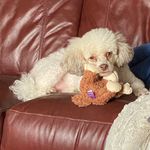 Jody Jaffe Oakes - @zekefurtheminipoo - Instagram