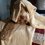 Jody Peck - @kona_arlo - Instagram