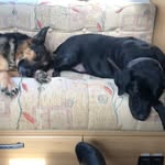 Jody pringle - @adventures_with_me_bella_jett - Instagram
