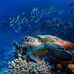 Jody Purvis - Facebook