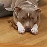 Jody Shea - @jodyshea36 - Instagram