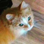 Jody the Small Orange Cat - @jodysmallorangecat - Instagram
