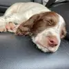 Jody 🐶 - @jodythespringer - TikTok