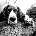 jody rainbow - @jody_springerspaniel - Instagram