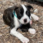 Jody “Baby Boy” Williams - @jodytotherescue - Instagram
