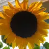 Jodi8765 - @jodyweaver6 - TikTok