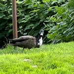 Jody Jean Wilcox - @jojewil - Instagram