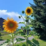 Jody Workman - @montanajo63 - Instagram