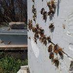 Joe Akers - @wowzzle.beez - Instagram