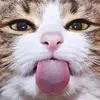 Joe Alanís - @joegasolina - TikTok