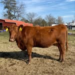Joe & Sandy Red Angus - @js_redangus - Instagram