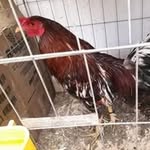 Joe Arriaga - @joe_arriaga_ - Instagram