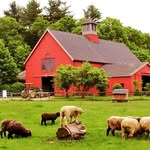 Joe Augustine - @levantfarming - Instagram