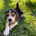 เจ้าโจบีเกิ้ล - Master Joe the Beagle - Facebook