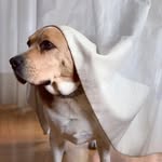 🐶 J O E 🐶 - @joebeaglenaughty - Instagram