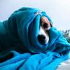 Gia - @giajoebeagle - TikTok