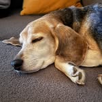 Grandpa Joe - @joebeaglegeorgetown - Instagram