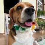 J O E 🇧🇷 - @joe_beagle - Instagram