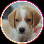 ᴊᴏᴇ - @_joe_beagle_ - Instagram