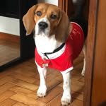 JOE 🐶 - @joebeaglefr - Instagram
