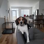 Joe Beagle - @joe.beagle.714655 - Instagram