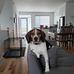 Joe Beagle - Facebook