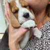 joe_beagle - @joe_beagle - TikTok