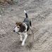 Joe Beagle - Facebook