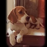 Joe (beagle) - @joe343c - Instagram