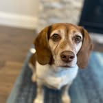 Joe - @joe__beagle - Instagram