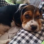 Joe - @joe_beagle2022 - Instagram