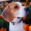 Joe The Beagle - @joe.beagle - TikTok
