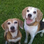 Joe Tseng - @joebeagles - Instagram