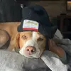 JoeBeagle - @thejoebeagle - TikTok